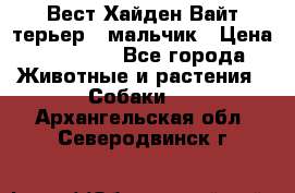 Вест Хайден Вайт терьер - мальчик › Цена ­ 35 000 - Все города Животные и растения » Собаки   . Архангельская обл.,Северодвинск г.